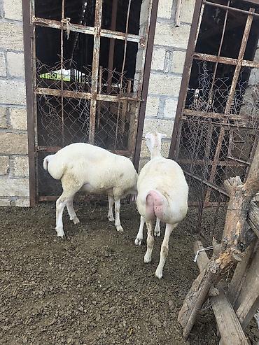 ordek yumurtası satışı: Dişi, il: 1, 500 kq, Damazlıq, Ödənişli çatdırılma — 1