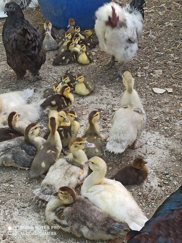 Другие с/х животные: Утята Индоутки Тяжёлая Линия. Индоутята. Фендибоберных Солидных — 19