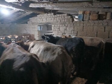 Коровы, быки: Продаю | Корова (самка), Бык (самец), Музоо, торпок | На забой, Для разведения, Для молока | Осеменитель, Привязанные at lalafo.kg — 5 Коровы, быки: Продаю | Корова (самка), Бык (самец), Музоо, торпок | На забой, Для разведения, Для молока | Осеменитель, Привязанные — 5