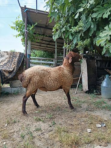 avcarka type 1: Salam damazdığ cins qoç satıram 2 yaşı var heyvanın.heyvan yaxşı — 5