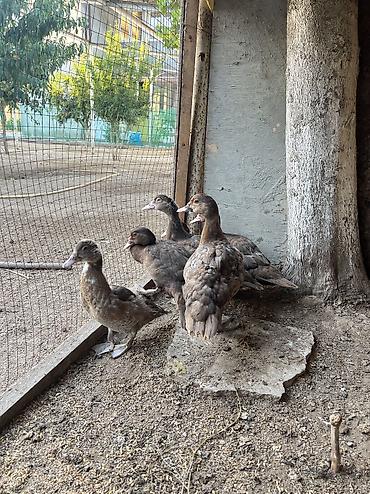 australorp toyuq satılır: Toyuq, Australorp, Damazlıq, Ödənişli çatdırılma — 2