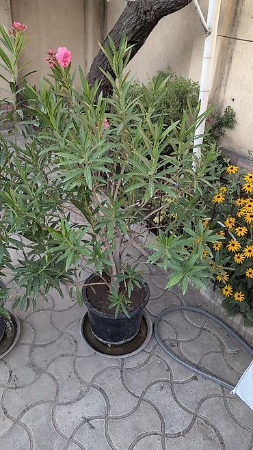 олеандр: Олеандр (Nerium oleander) в горшке - Декоративный вечнозеленый куст с — 1