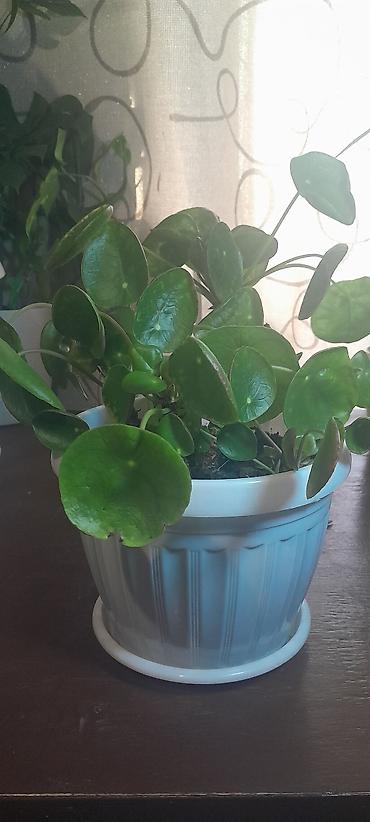 Бегонии: Продаю домашние растения — 26