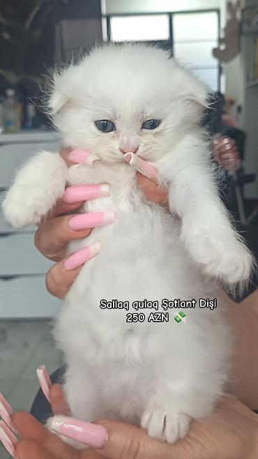 Кошки: Шотландская вислоухая, Самка — 3