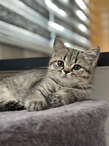 Pişiklər: Şinşilla — 10