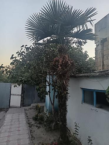 helba bitkisi faydaları: Satılır: Həyət üçün dekorativ palma ağacı (Trachycarpus fortunei – Çin — 2