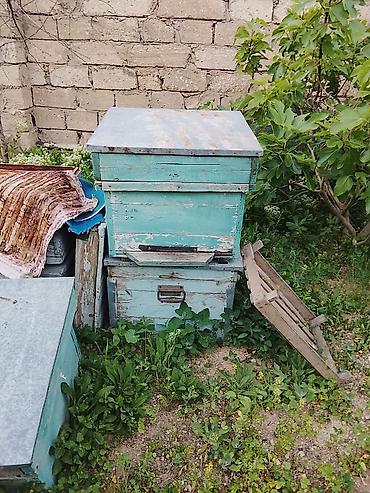 arı yuvası: Arı pətəkləri və avadanlıqları - Material: taxta korpus, sink/metal — 2