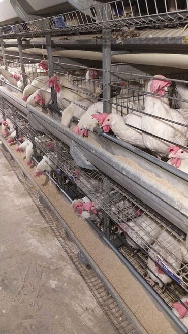 Toyuqlar: Toyuq, Liqorin, Yumurtalıq, Ünvandan götürmə -da lalafo.az — 5 Toyuqlar: Toyuq, Liqorin, Yumurtalıq, Ünvandan götürmə — 5