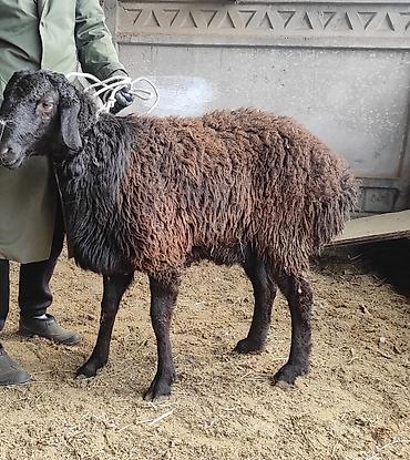 Баран, овца: Продаю | Овца (самка) | Для разведения | Ярка — 11