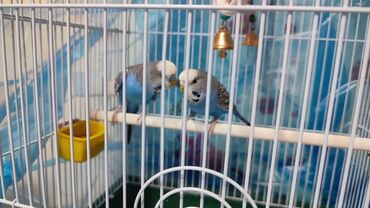 простые птички: Волнисте попугаи 🐦 в комплекте с клеткой и кормом! Цена 3500 🔹