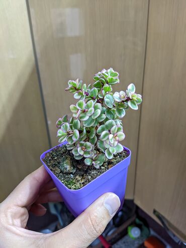 Otaq bitkiləri: Sukkulentlər. Sağlam və dözümlü bitkilərdi. Uzun müddət susuz qala — 8