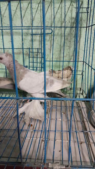 голуби птицы животные: Павлиний голубь декоративных пород - Декоративные голуби с — 3