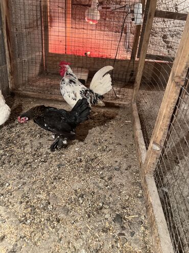 курица черная: Продаю | Куры, Петух, Инкубационные яйца | Домашняя | Для разведения, Несушки