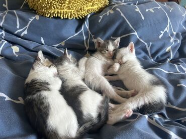 Pişiklər: Dişi, Yaxşı əllərə -da lalafo.az — 9 Pişiklər: Dişi, Yaxşı əllərə — 9