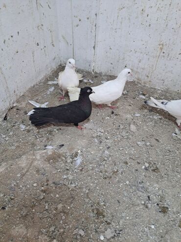 Göyərçinlər: Salam. goyercinler kom 6 manat tek tek 8 manat. goyercinle Bakının — 15