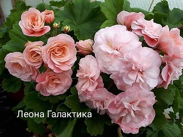 малина ежевика: Продаю сортовые пеларгонии в горшке 1 л./ 250сом.(в горшках по 3-4 — 3