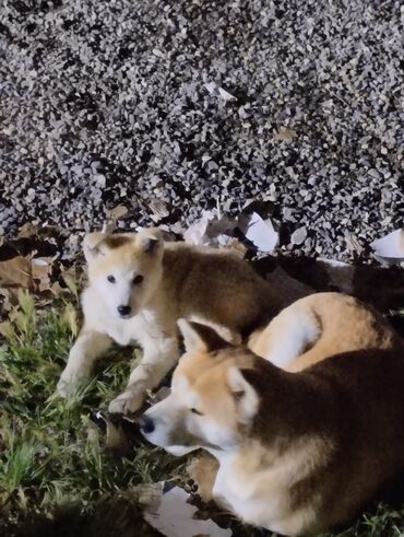 akita iti: Akita-inu, 4 ay, Dişi, Peyvəndli, Ünvandan götürmə