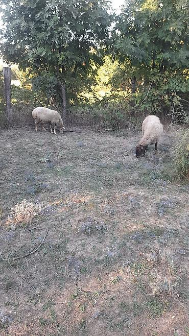 Qoyunlar, qoçlar: Salam 4 5 bala doğmuş qoyunlardi 6 denedi 1 denede 8 aylig guzu var — 4