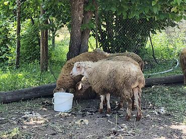 lalafo quzu: Erkək Qurbanlıq quzular satılır diri çəkisi 10manat 50qəpikdən qiyməti — 3
