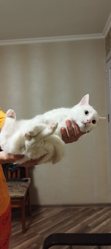 Pişiklər: Dişi, Yaxşı əllərə, Ünvandan götürmə — 9