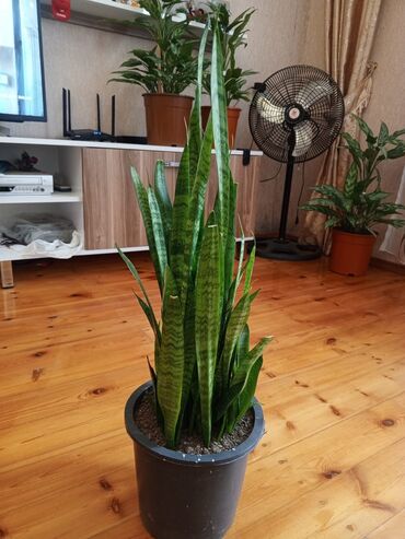 Otaq bitkiləri: Sansevieria (Qaynanadil) – qapalı məkanlar üçün dekorativ otaq bitkisi — 10