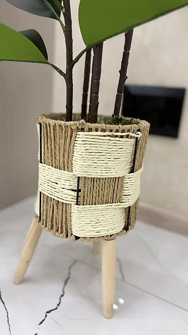 agac gulleri: Dekorativ böyük ev bitkisi – kauçuk ağacı (Ficus elastica) görünüşlü — 3