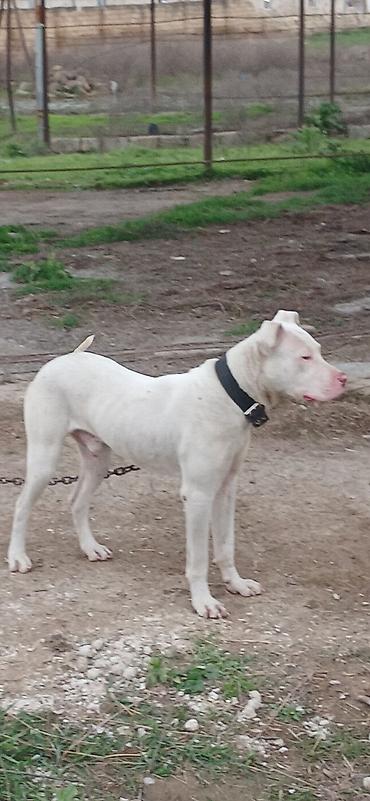 İtlər: Pitbul, 10 ay, Erkek, Peyvəndli — 2