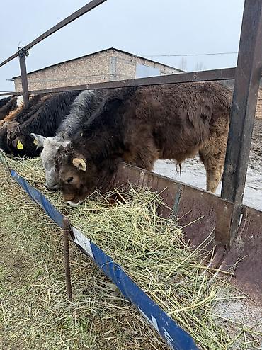 Коровы, быки: Продаю | Бык (самец) — 2