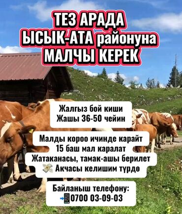 мачы керек: ТЕЗ АРАДА ЫССЫК - АТА районуна МАЛЧЫ КЕРЕК Жалгыз бой киши Жашы 36-50
