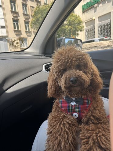 it sahiplendirilir: Pudel, 1 ay, Erkek