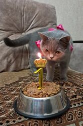 домики для кошек: Британская, Самка, Платная доставка