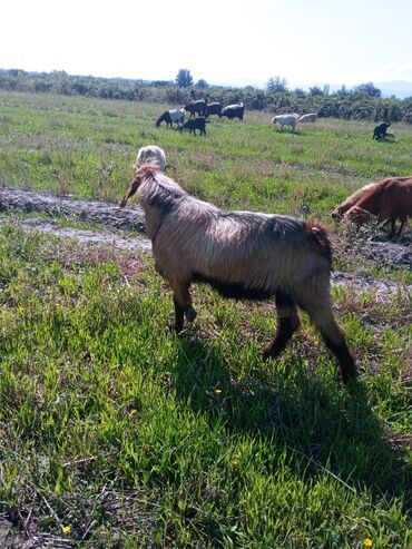 Keçi, çəpiş: Qoyun-keçi sürüsü üçün erkək keçi (ehtimalən yerli/anglo-nubian tipli — 6