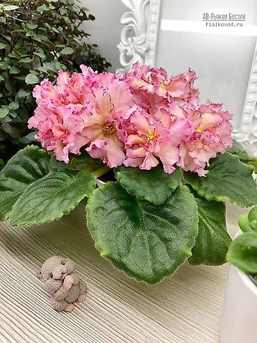 Фиалки и глоксинии: 🌱🌺🌱 Продаю сортовые ДЕТКИ стандартных, трейлерныхмини и полумини — 22