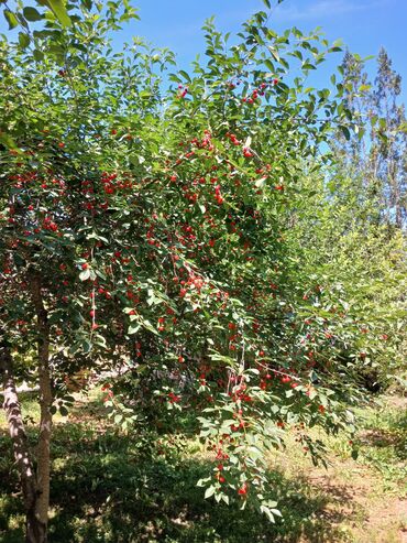 Продажа домов: Дом, 88 м², 4 комнаты, Агентство недвижимости, Косметический ремонт — 24