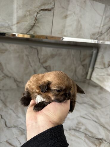 собака бу цена: Пекинес, 1 месяц, Самец, С прививками, Платная доставка