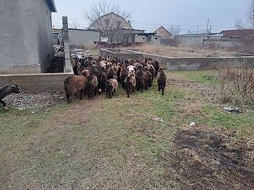 Козы, козлы: Ушул жаш малдыка эчкилер сатылат 47баш обший 13чо былтыркы улактары — 1