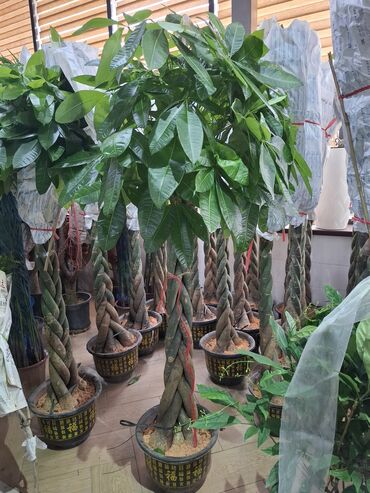 Другие комнатные растения: Пальмы,ДраценыКофейные деревья, и тд. Растения для интерьера — 21