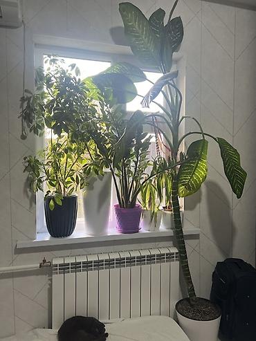 Фикусы: Фикус Бенджамина в напольных кашпо - Два взрослых деревца в отдельных — 23