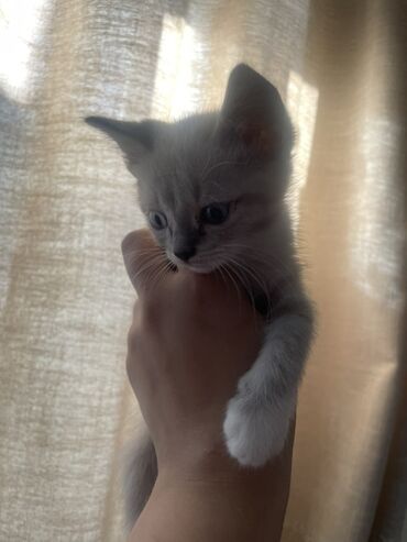 отдам котят: 2 айлык, Эркек, Лотокко барууга үйрөтүлгөн
