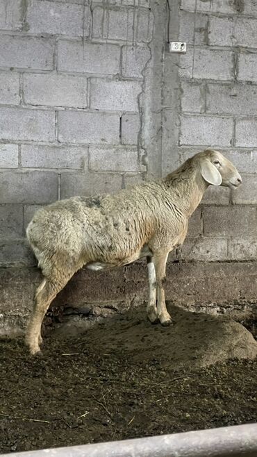 Бараны, овцы: Продаю | Овца (самка) | Для разведения | Ярка — 5