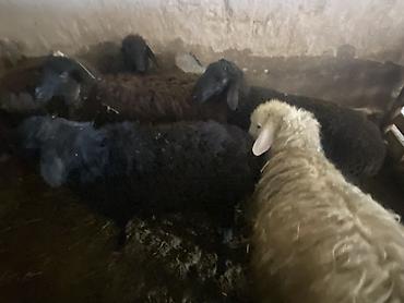Баран, овца: Продаю | Ягненок, Баран (самец) | Полукровка | На забой, Для разведения, Для шерсти | Осеменитель, Ярка at lalafo.kg — 8 Баран, овца: Продаю | Ягненок, Баран (самец) | Полукровка | На забой, Для разведения, Для шерсти | Осеменитель, Ярка — 8