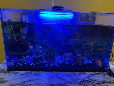 Akvariumlar: Dördbucaq akvarium, Balıqlarla birlikdə, 90 l — 4