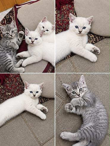 qefes satisi: Balalar təmiz cinsdi və tam sağlamdırlar satılır 200 manat😍 Əlaqə — 2
