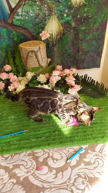 Продажа кошек: Профессиональный Питомник Бенгалов . Бен Гла Мур предлагает Очень — 11