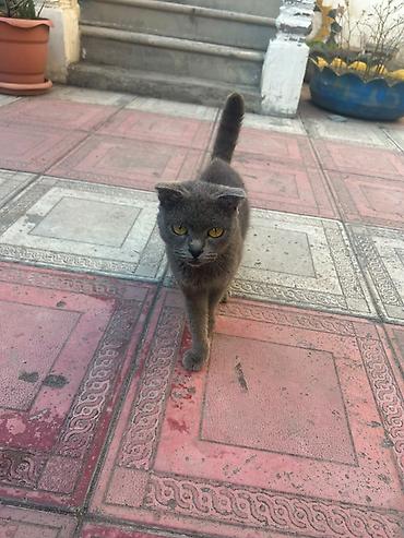 satiliq pisikler: Şotland yastı qulaq, Yaxşı əllərə — 4
