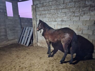 Лошади, кони: Продаю | Кобыла (самка) | Рабочий — 9