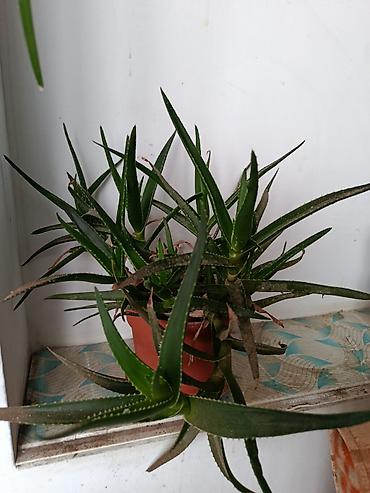 Aloe (sukkulent) – qapalı şərait üçün dekorativ bitki - Növ: Aloe lalafo.az -da Aloe (sukkulent) – qapalı şərait üçün dekorativ bitki - Növ: Aloe