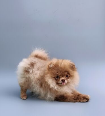 продажа щенков русского спаниеля: Шпиц, 5 месяцев, Самец