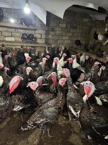 Hinduşka: Məhsul: Hinduşka sürüsü Təsvir: - Şəkillərdə gördüyünüz damazlıq — 2