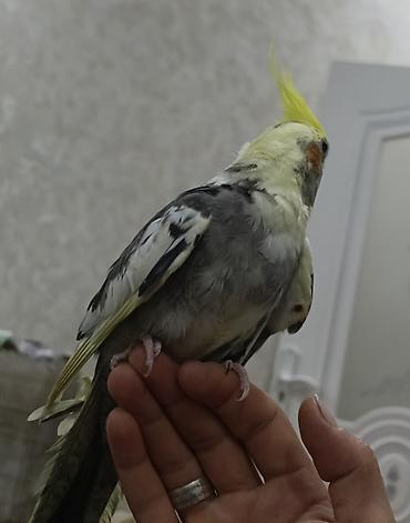 danisan qus: Ələ öyrəşmiş tam sağlam,3 aylıq baladır — 6